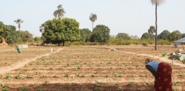 Huertos colectivos gestionados por Grupos de Promoción Femenina en Senegal