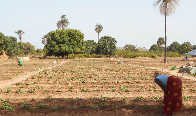 Huertos colectivos gestionados por Grupos de Promoción Femenina en Senegal
