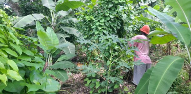 SODEPAZ – Fortalecimiento de las capacidades productivas de las mujeres de tres comunidades de la sección comunal Alto Guinoudee