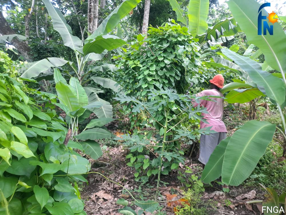 SODEPAZ – Fortalecimiento de las capacidades productivas de las mujeres de tres comunidades de la sección comunal Alto Guinoudee
